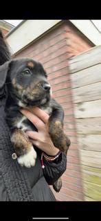 tweedehands net honden|Vind pups 